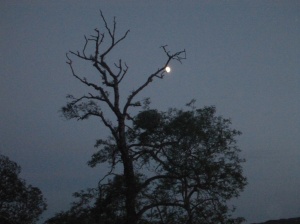 moon by tree